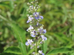 Vitex negundo