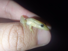 Scinax squalirostris