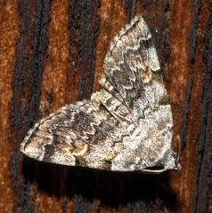 Idia americalis