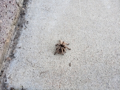 Aphonopelma chalcodes