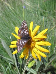 Euphydryas cynthia