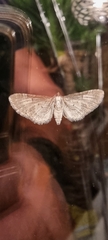 Eupithecia vulgata