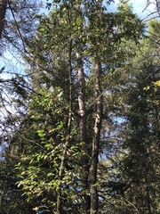 Fraxinus nigra