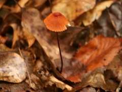 Marasmius