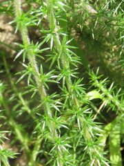 Linanthus californicus