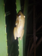 Scinax squalirostris