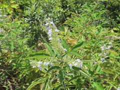 Vitex negundo
