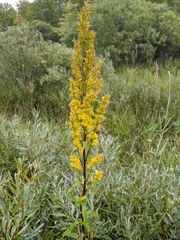 Solidago uliginosa