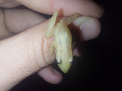 Scinax squalirostris