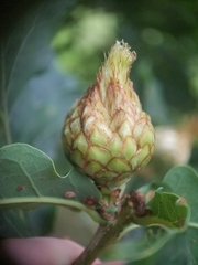 Andricus foecundatrix