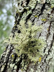 Usnea strigosa