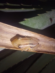 Scinax squalirostris