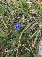 Gentianopsis barbellata