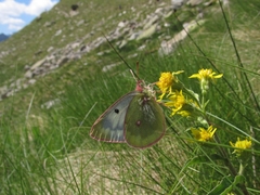 Colias phicomone