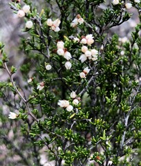 Cryptandra tomentosa