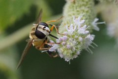 Helophilus trivittatus