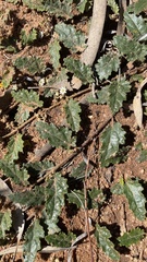 Androcalva procumbens