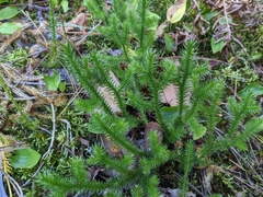 Lycopodium