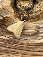 Achyra rantalis