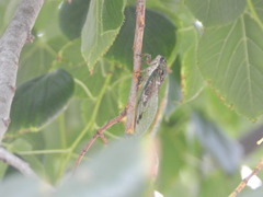 Neotibicen pruinosus