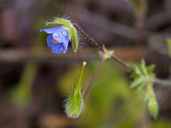 Erodium crinitum
