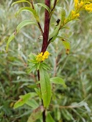 Solidago uliginosa
