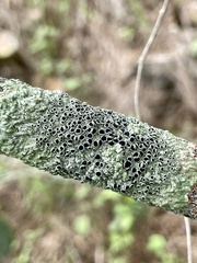Physcia millegrana