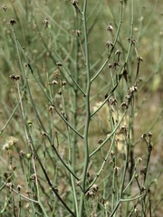 Chloracantha spinosa