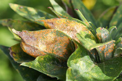 Coleosporium solidaginis