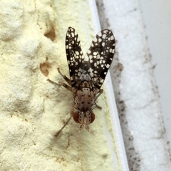 Sciomyzidae