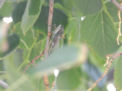 Neotibicen pruinosus