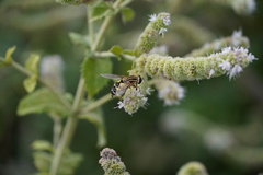 Helophilus trivittatus