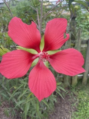 Hibiscus coccineus