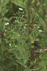 Symphyotrichum pilosum