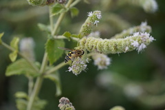 Helophilus trivittatus