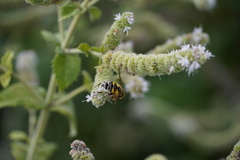 Helophilus trivittatus