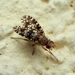 Sciomyzidae