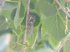 Neotibicen pruinosus