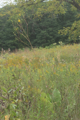Silphium terebinthinaceum