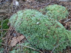 Leucobryum