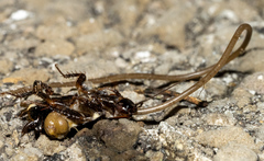 Nematomorpha