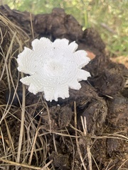 Leucocoprinus cretaceus