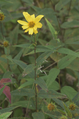 Helianthus divaricatus