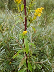 Solidago uliginosa