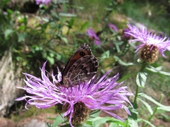 Erebia montanus