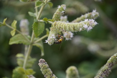 Helophilus trivittatus