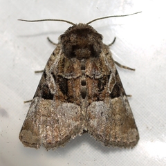 Meropleon ambifusca