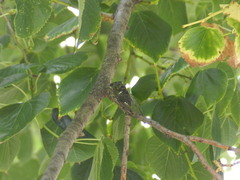 Neotibicen pruinosus