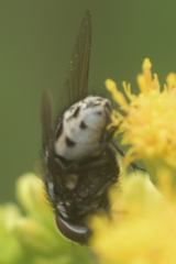 Entomophthora muscae