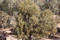 Acacia cambagei